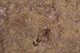 Ordovician Trilobite Mortality Plate - Hundreds Of Trilobites #222124-5